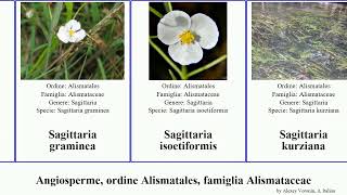 Angiosperme, ordine Alismatales, famiglia Alismataceae sagittaria australis orientale angiosperms