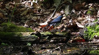 河口湖フィールドセンターのコルリ（雄）の水浴び　その２（4K60P動画）