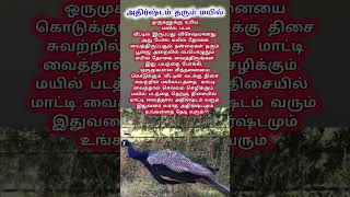 அதிர்ஷ்டம் தரும் மயில் #முருகன்துணை