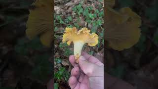 #mushroom #pfifferlinge #chanterelles #foraging #nature #forest #foraging