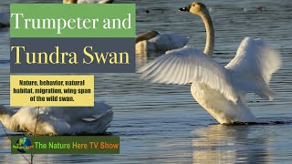 Trumpeter and Tundra Swan. Nature, behavior, natural habitat, migration, wing span of the wild swan.