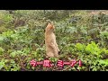 Ｖr.37 子猫の茶々丸はミーアキャットになる。ケモノ達の日常？