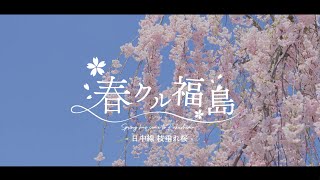 【4K】NITCHU LINE BLOSSOMS｜福島県 喜多方市 日中線しだれ桜