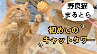 初めてのキャットタワー✨野良猫まるとらボクサーへの道？いいえ、家猫への道！！