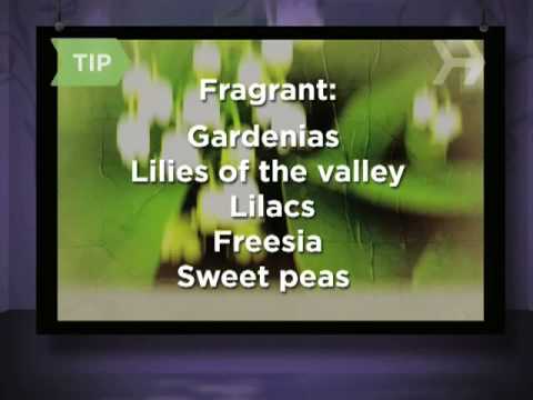How to Buy Flowers for Your Girlfriend How to Buy Flowers for Your Girlfriend