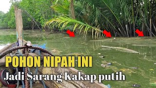 Berburu kakap putih di pohon nipah!! Mancing kakap putih umpan udang hidup