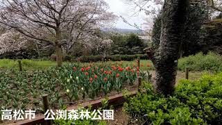 3/29高松市・公渕森林公園の桜🌸　ソメイヨシノは５分咲き🌸