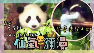 Dad sent Yuanbao to work, Yuanbao got arrow shoots super happy and cute|Panda panda Taipei City Zoo