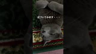 【ロシアンブルー】めろん、カメラ拒否⁇【猫】#shorts