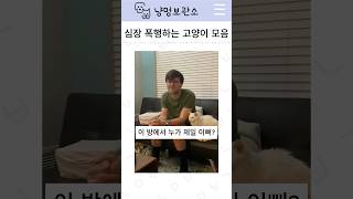 심장 폭행하는 고양이 모음 6