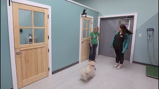 Former head of humane society launches new Windsor animal clinic