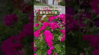 八月花园 Garden in August 24 ｜Ivy leaves Geranium 垂吊型天竺葵 Calgary