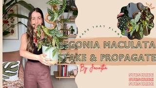 How to Stake a Begonia Maculata Plant! Your Guide to Polka Dot Plant Support \u0026 #Begonia Propagation