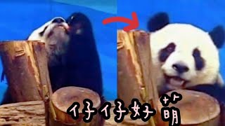 圓仔姐姐圓滾滾，不管做什麼都好萌|熊貓貓熊The Giant Panda Yuan Yuan and Yuan Bao|台北市立動物園