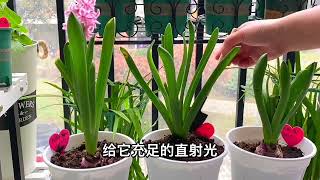 风信子花后这样做，轻松复花，风信子养护方法和注意事项