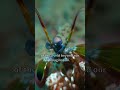 fascinating animals the mantis shrimp