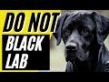 7 Reasons You SHOULD NOT Get a Black Lab