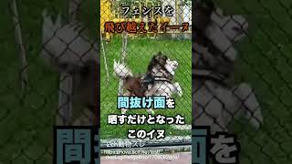 【2ch動物スレ】フェンスに特攻するイヌさんが面白すぎるww　#2chおもしろスレ #shorts #5ch #生物