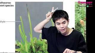 Plant diversity ความหลากหลายชีวภาพของพืช Ep.3/4