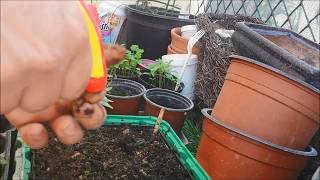 Kif tiżra il-Bettieħ (Sowing Melon from seeds)