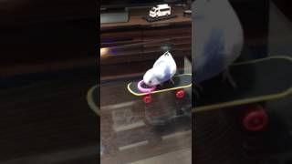 スケボーするインコ(ちも君) skateboarding parakeet Chimmo