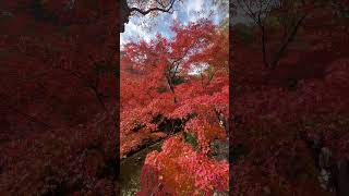 #shorts 京都東福寺 #京都 #京都紅葉 #東福寺