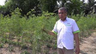 CFFRC Leucaena by Dr Ibraheem Alshareef