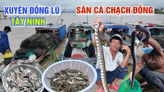 XUYÊN ĐỒNG LŨ TÂY NINH NGHỀ SĂN CÁ CHẠCH ĐỒNG - QUÁ NHIỀU RẮN, CÁ ĐỔ BỘ CHỢ QUÊ BỜ ĐÊ