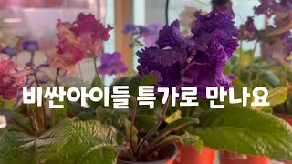 #스트렙토카르푸스 #뉴질랜드앵초#베농#잎꽂이판매해요