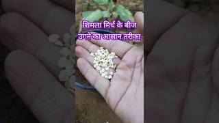 शिमला मिर्च के बीज से घर में पौधे उगाने का आसान तरीका#gardening #shorts