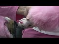 cherry blossom festival s pink poodles get pampered