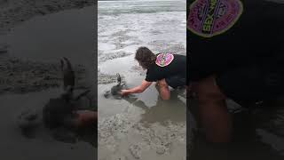 GIANT MUDCRAB!! Barehanded