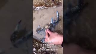 Catching Seafood 🦐🦀 Deep Sea Octopus (Catch Crab, Catch Fish ) - Tik Tok