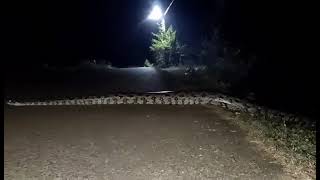 ବିଶାଳ କାୟ ଆଜଗର //Rajib Subi AdyashreeVlogs #snake #snake