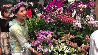 云南花旅专辑：探寻花卉绿植，看看哪种最适合你家种植！