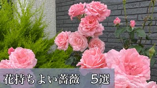 【花持ちよい】薔薇5選🌹香りは微香😊🐻 #Short #short