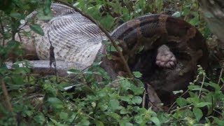 Python Swallowing Honey Badger in Jungle