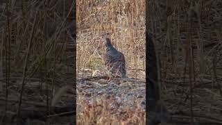 地面を歩くキジバト