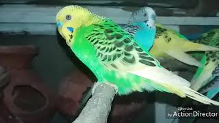 Garmio mayy apni birds ko kayase acchi rekhay Garmio mayy apni birds ko kayase acchi rekhay