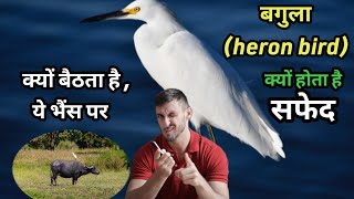 बगुला के बारे में | interesting facts | bagula ke bare mein