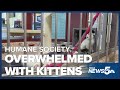 Pikes Peak Humane Society is looking for people to adopt kittens