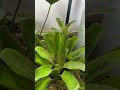 自製雨林缸 淺拍 雨林缸 生態缸 rainbowl terrarium plants 鉢植え 森 熱帯雨林