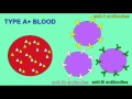 AP2 EXAM 1: BLOOD:  A+ BLOOD TYPE