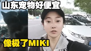 妹子逛山东宠物集市，柯基500RMB一只，蓝猫300RMB一只，泰迪白菜价【小龙侠兜兜】