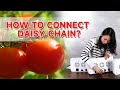 How to connect  daisy chain of KOSCHEAL 2000w LED grow light?