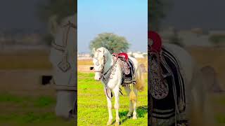 #music #trendingvideo #stallion #horselover #horseriding #shonkijatt