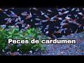 Cómo mantener peces de cardumen en tu acuario 🐟🐟🐟