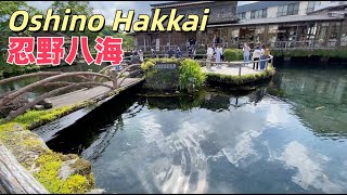 【4K】日本山梨县忍野八海，报的旅游团和和大爷大妈一起。