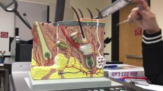 Integumentary system model break down