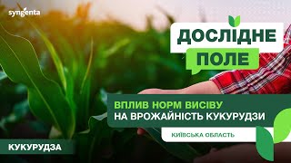 #ДосліднеПоле. Вплив норми висіву на врожайність кукурудзи. Київська обл.